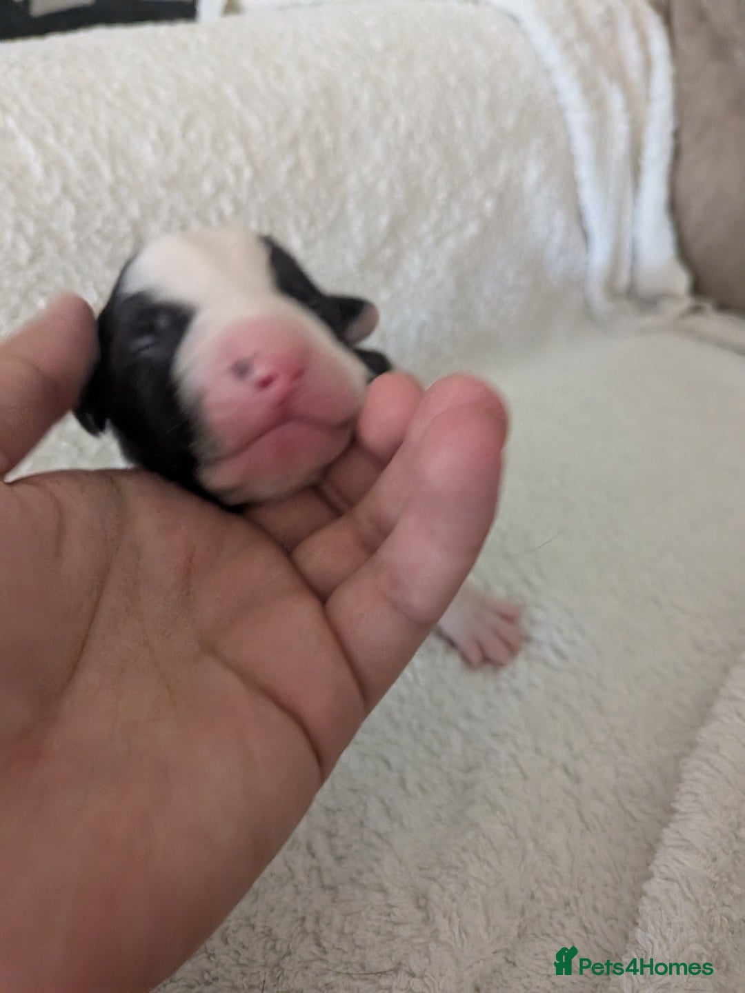 Mixed Breed dogs for sale: Cockerbull puppies  - Image 19