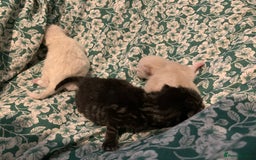 Siamese cats for sale: 🐾✨ White Siamese Maggir Became a Mum! ✨🐾 - Image 2
