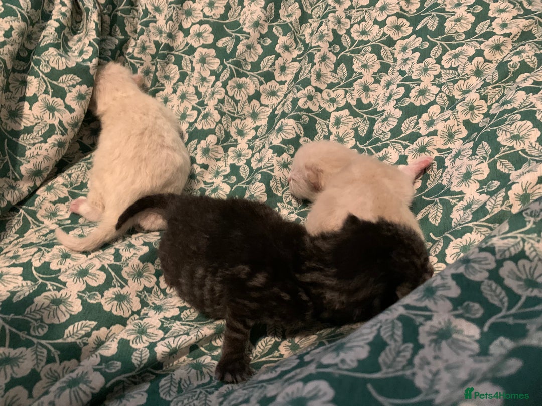Siamese cats for sale: 🐾✨ White Siamese Maggir Became a Mum! ✨🐾 - Image 2