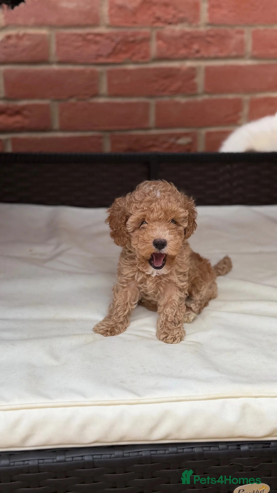 Toy Poodle dogs for sale: Toy x Asian poodle  - Advert 2