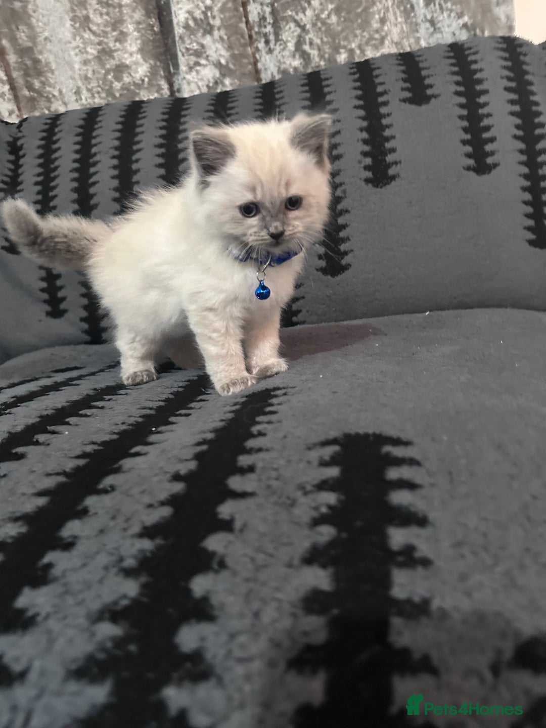 Ragdoll cats for sale: Adorable 4ragdoll Kitten Looking for a Loving Home - Advert 10