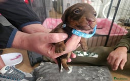 Miniature Dachshund dogs for sale: Miniature dashunds  - Image 25