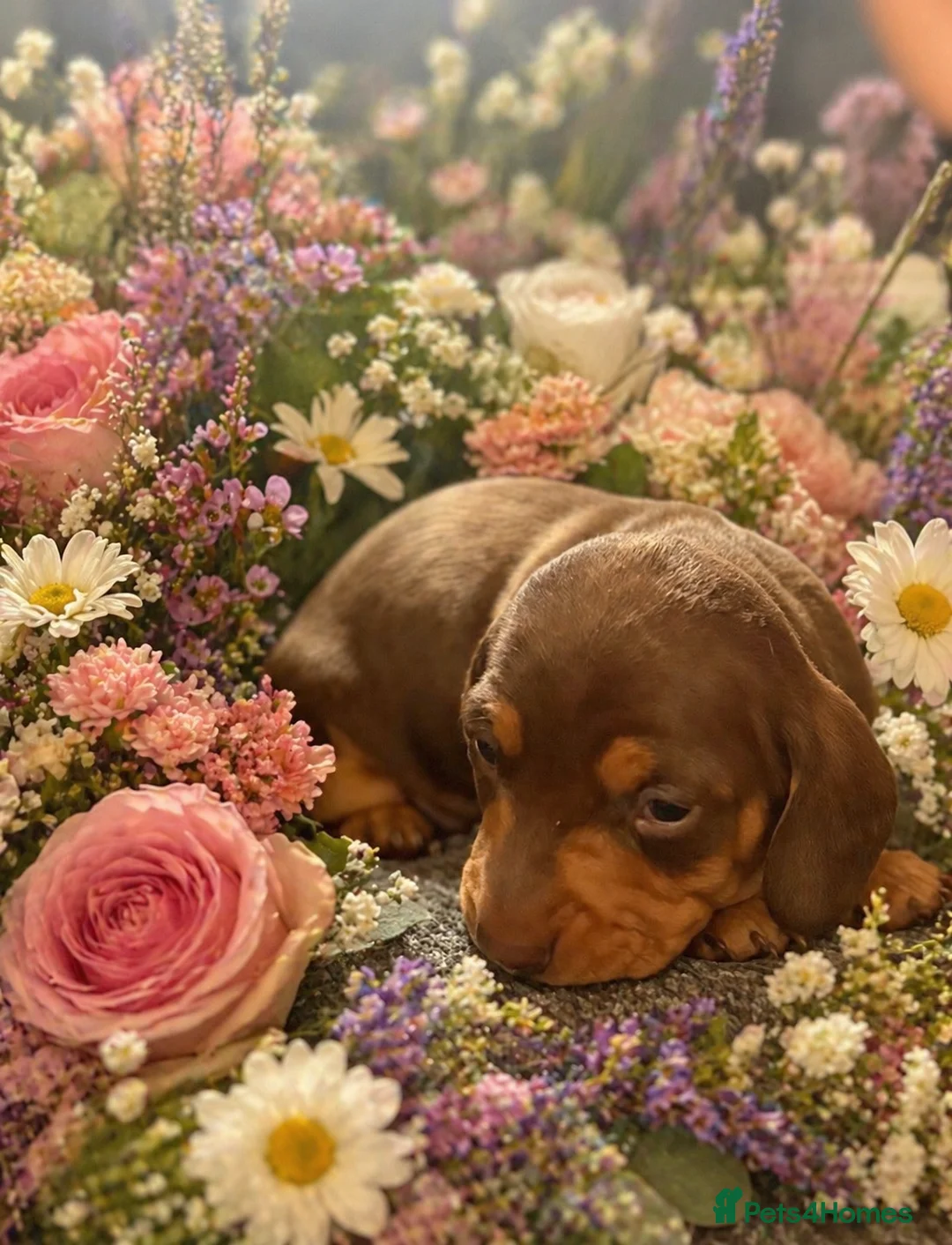 Miniature Dachshund dogs for sale: Adorable KC Miniature Smooth Dachshund babies - Advert 16