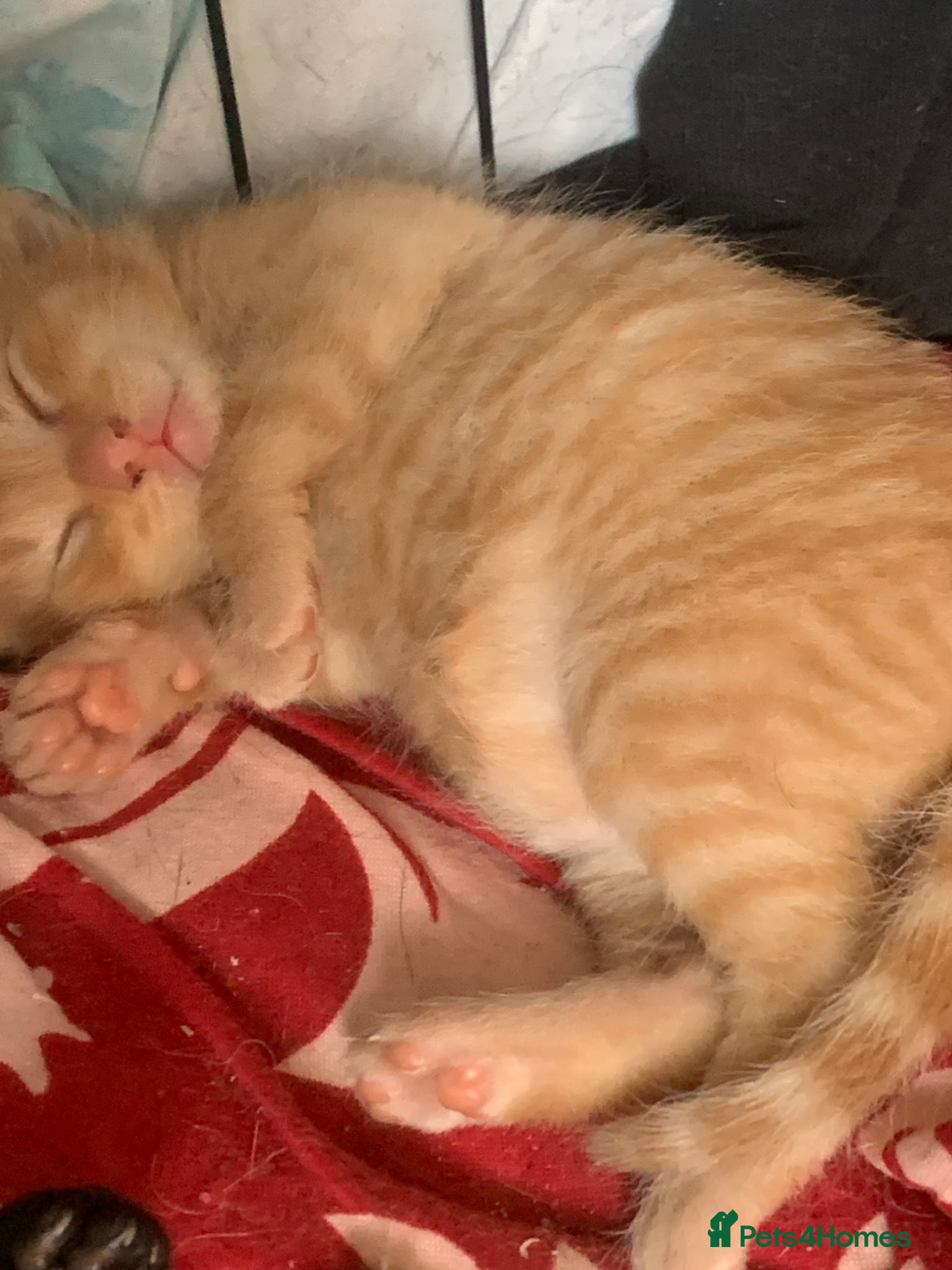 Mixed Breed cats Kittens looking for there for ever homes  - Advert 15