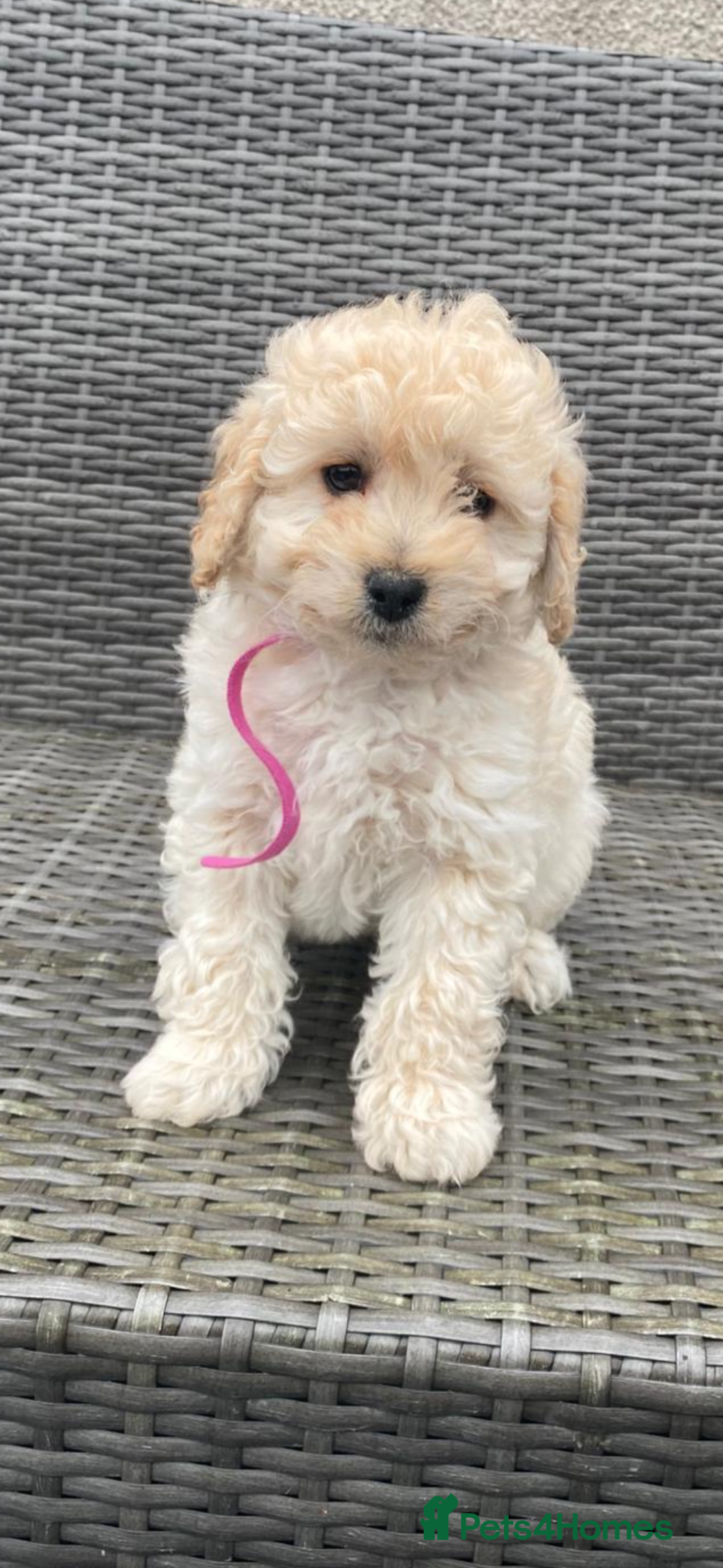 Cavapoochon dogs for sale: Cavapoochon Pups For Sale - Advert 6