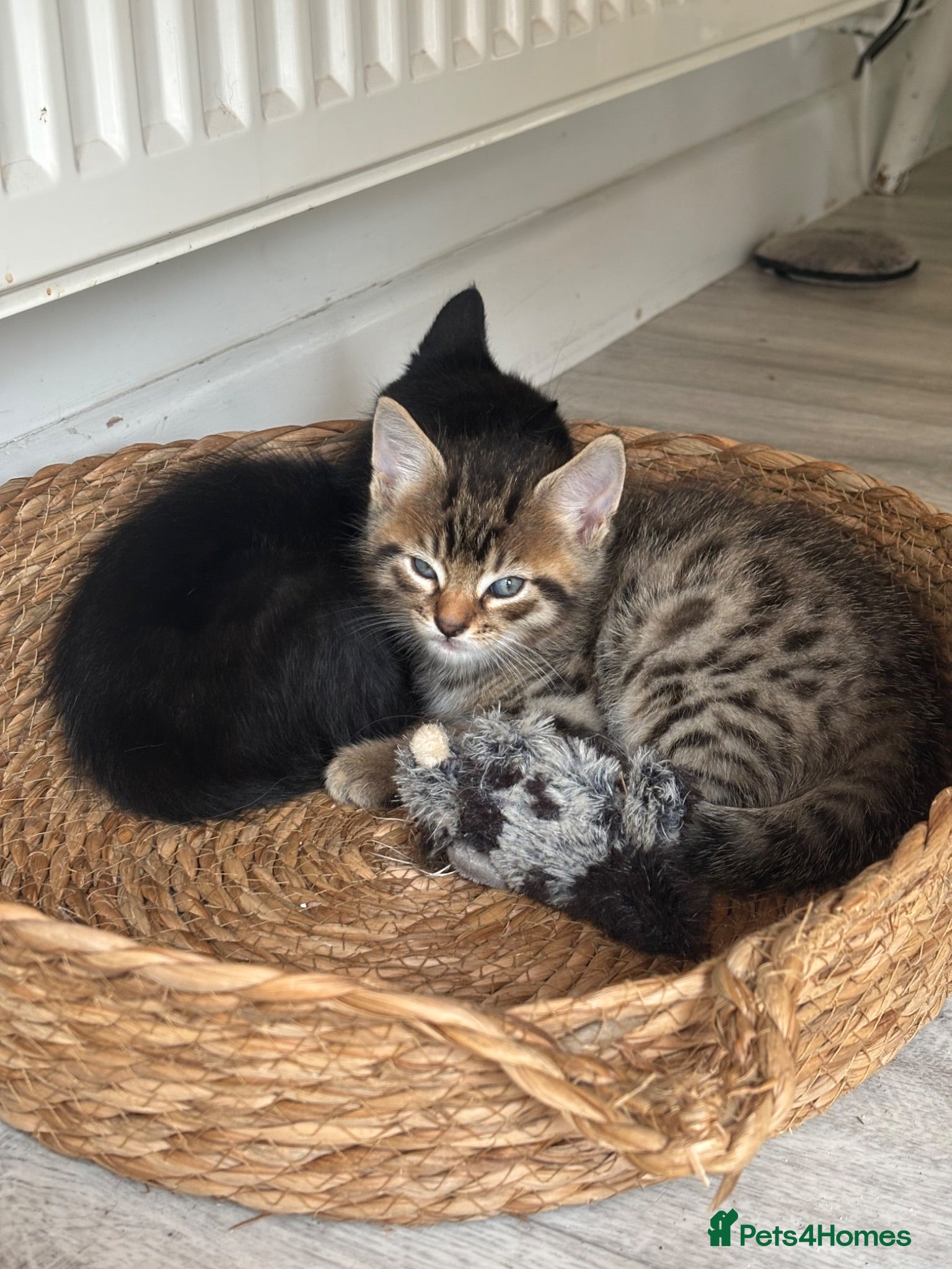 Mixed Breed cats Ready now Bengal cross kittens - Advert 20