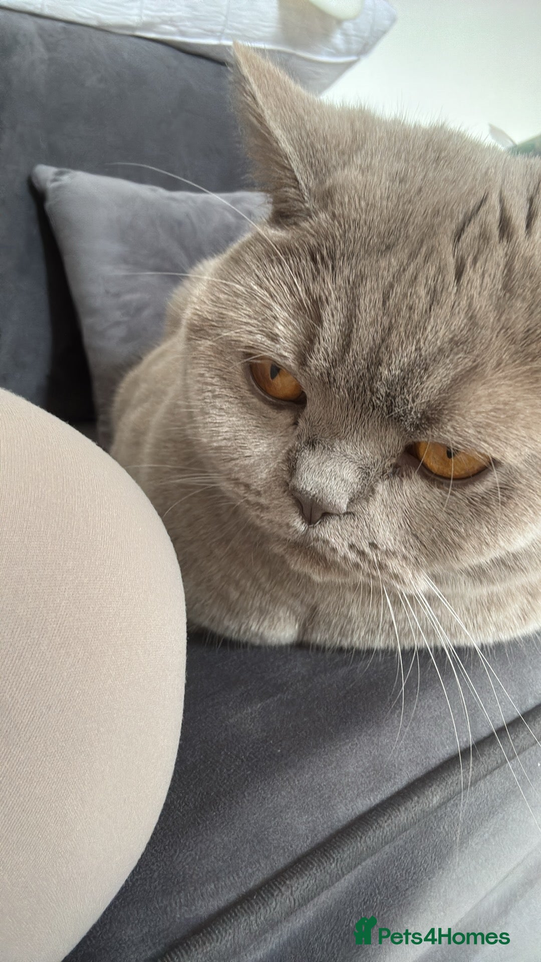British Shorthair cats Lilac British short hair 2 years (lila) - Advert 2
