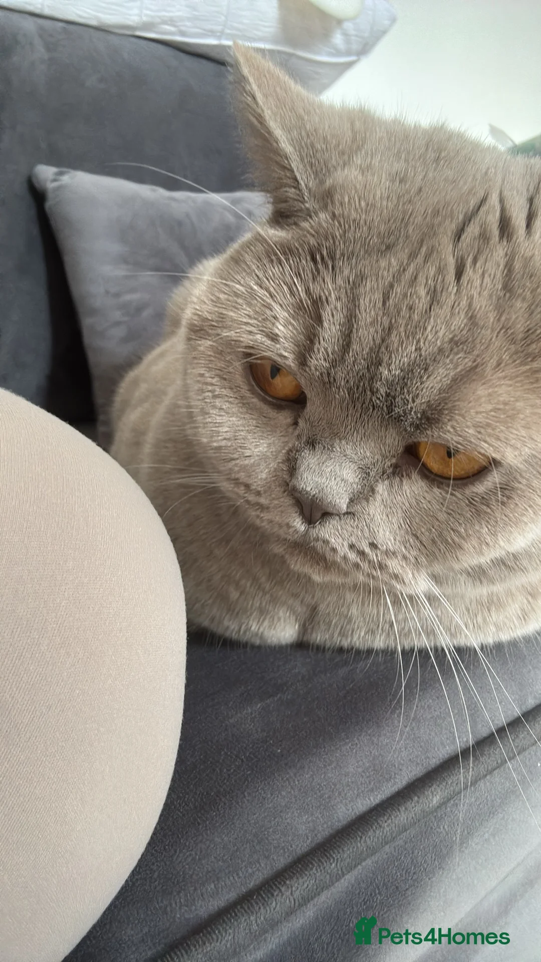British Shorthair cats for sale: Lilac British short hair 2 years (lila) - Advert 1