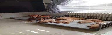 Labrador Retriever 4