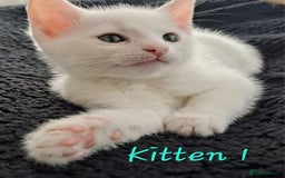 Mixed Breed cats for sale: 4 cute kittens up for sale - Image 12