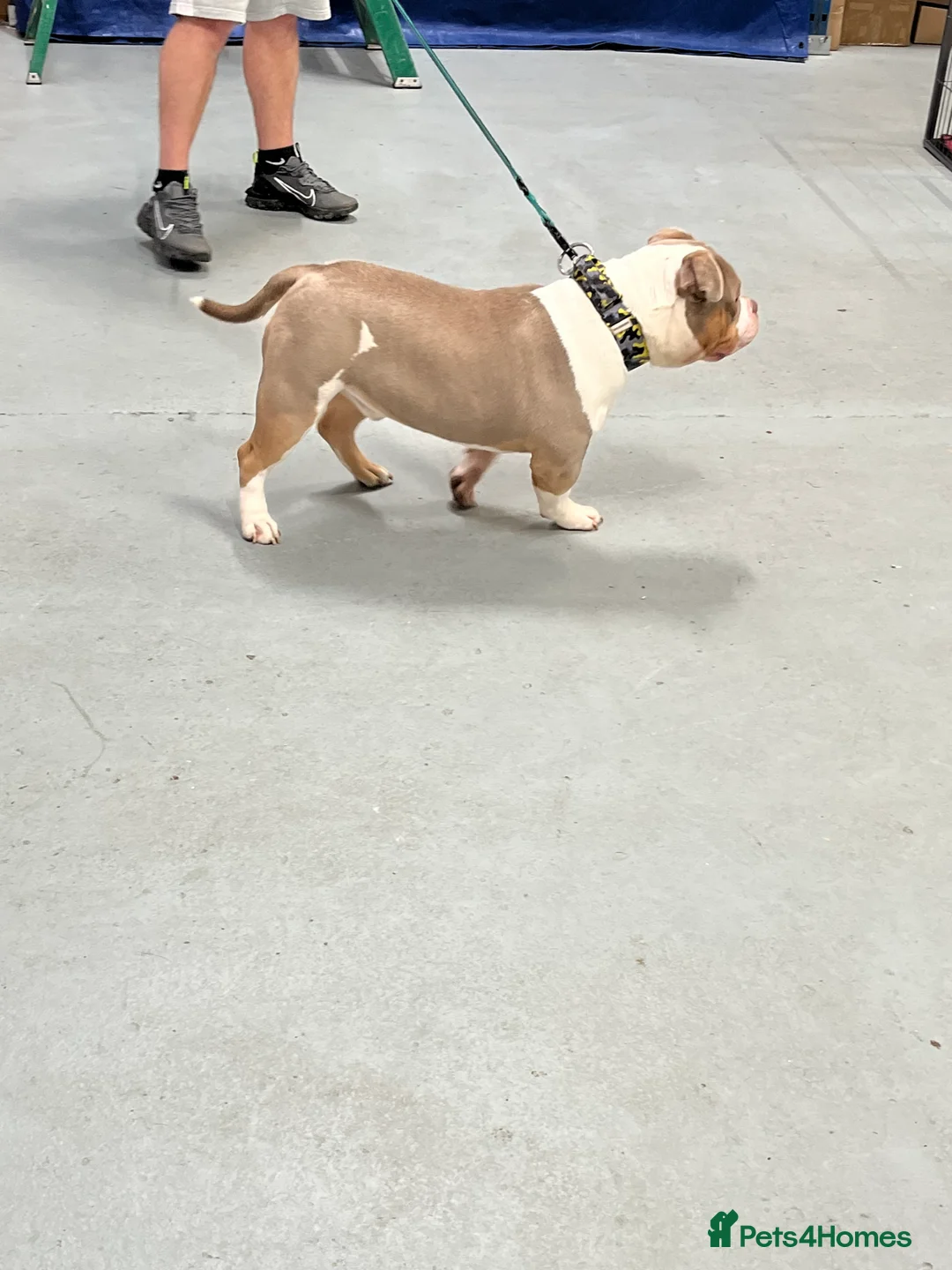 American Bully dogs for sale: Pocket bully  - Advert 2