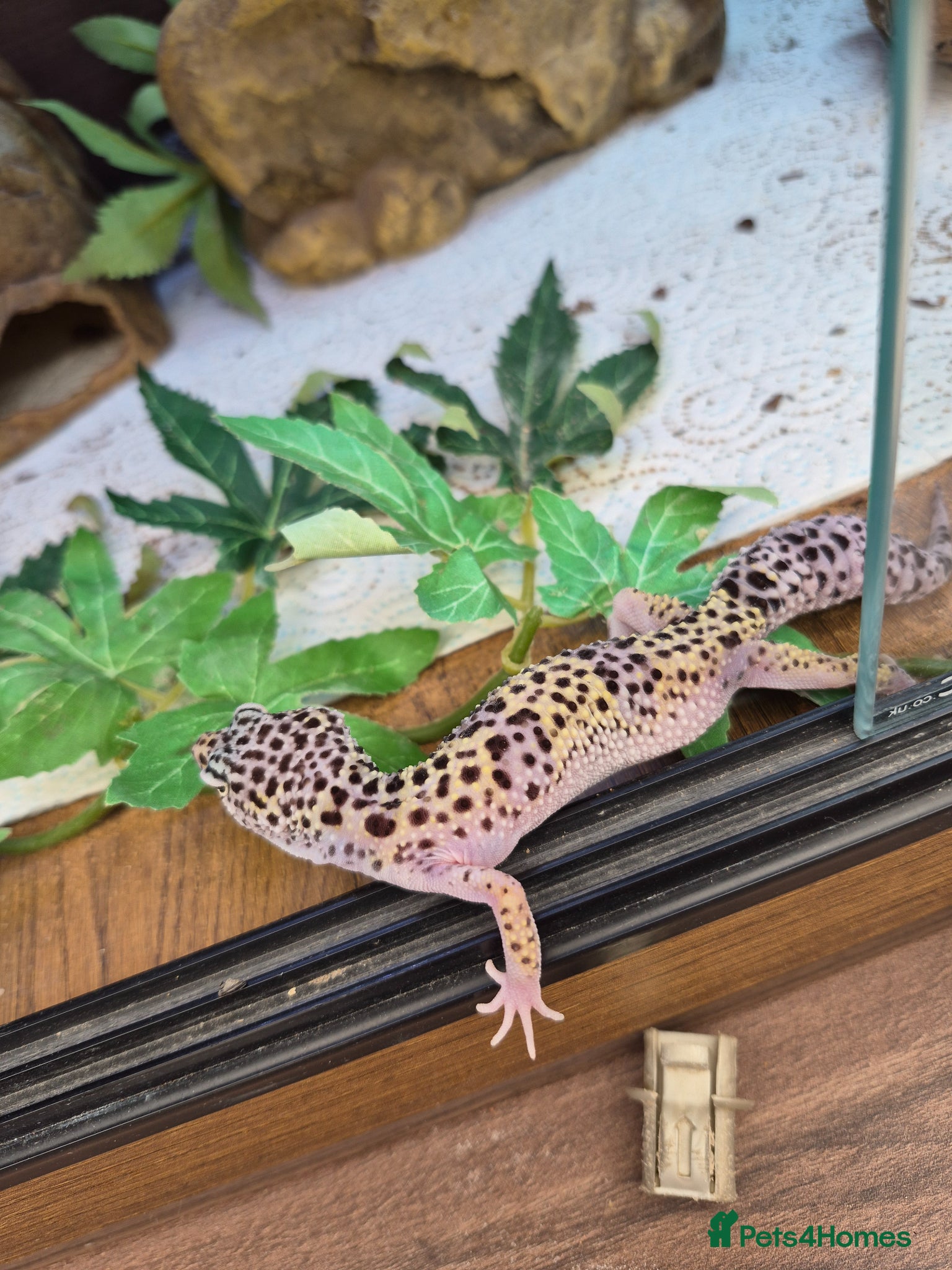 Leopard Gecko reptiles Various leopard geckos - Advert 2