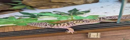 Leopard Gecko reptiles for sale: Various leopard geckos - Advert 2