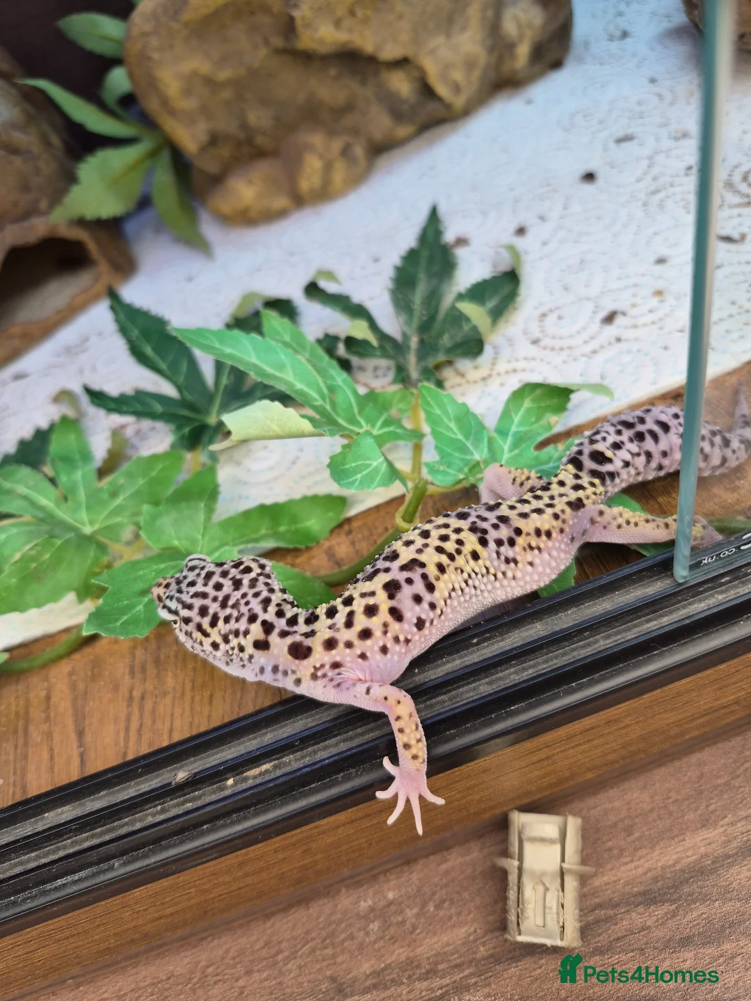Leopard Gecko reptiles for sale: Various leopard geckos - Advert 2