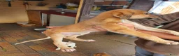 Lurcher dogs for sale: Lurcher in Newcastle - Advert 14