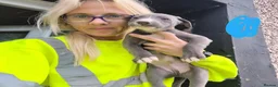 Lurcher dogs for sale: Collie bull greys - Advert 4