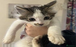 Mixed Breed cats for sale: Beautiful kittens for sale  - Image 6