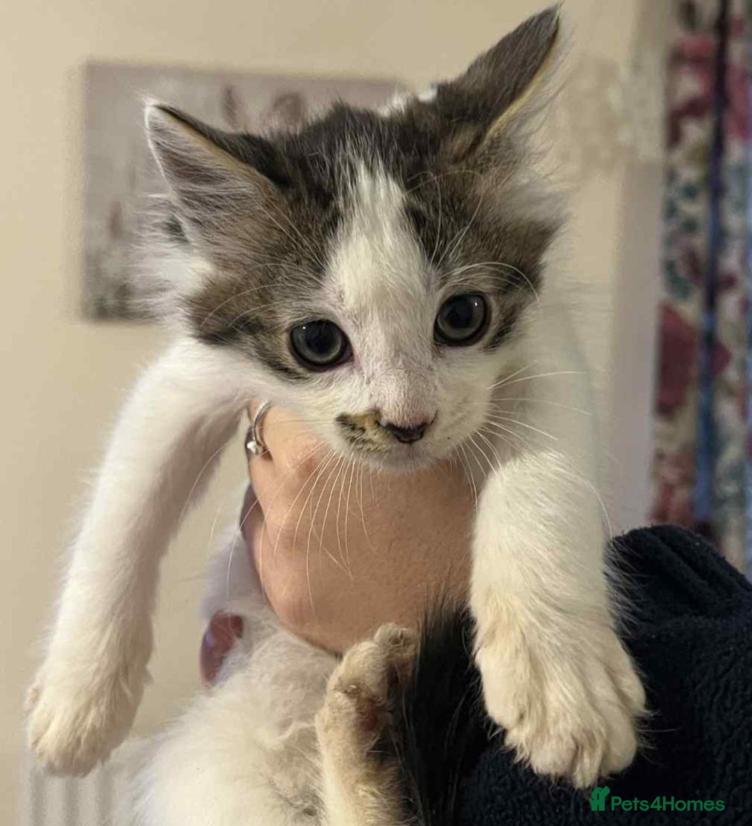 Mixed Breed cats for sale: Beautiful kittens for sale  - Image 6