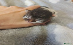 Mixed Breed cats for sale: 4 beautiful kittens - Image 5