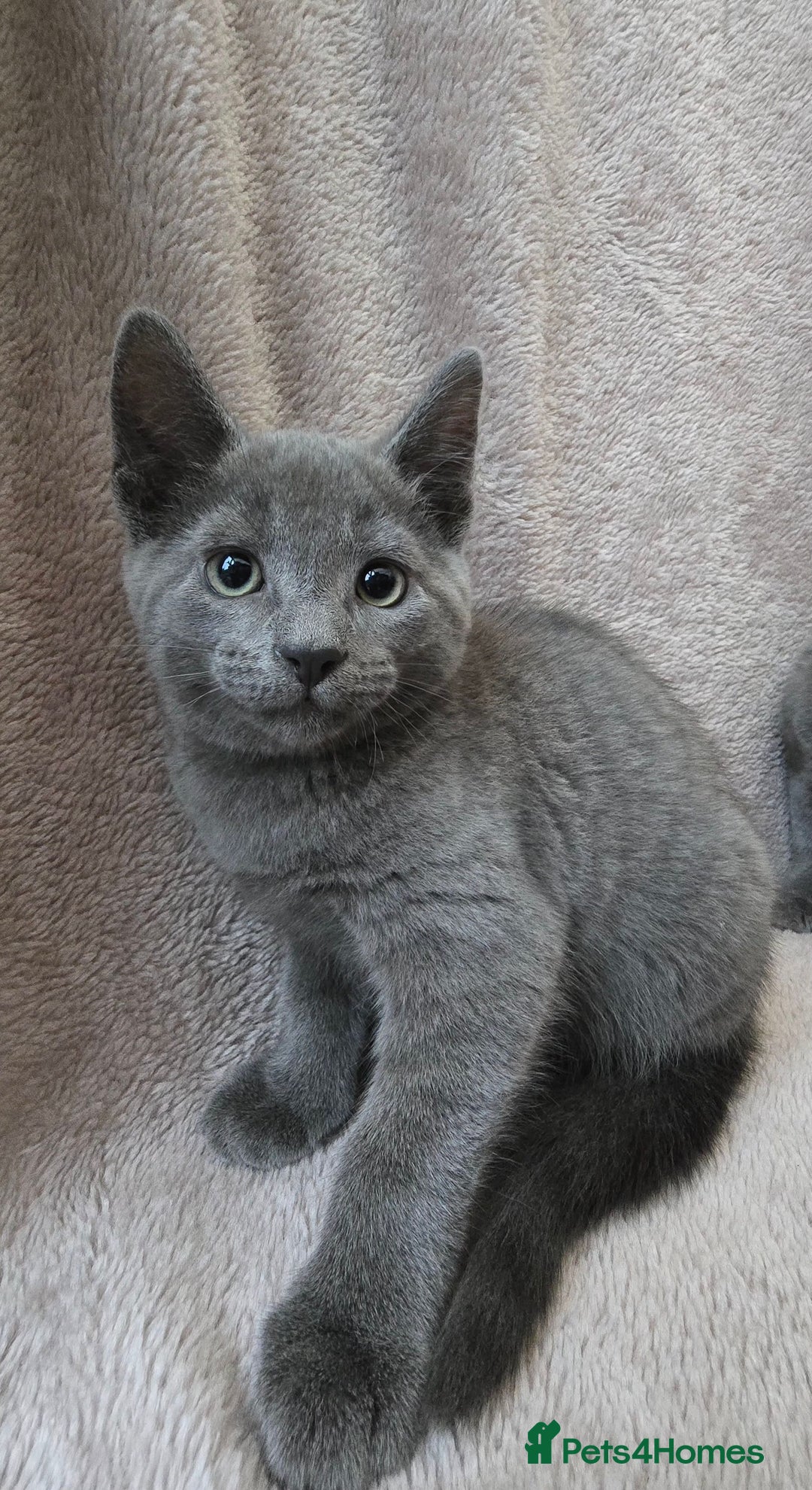 Russian Blue cats for sale: Russian Blue Kittens - Image 4