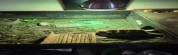 Tortoise reptiles for sale: Leopard tortoise  - Advert 3