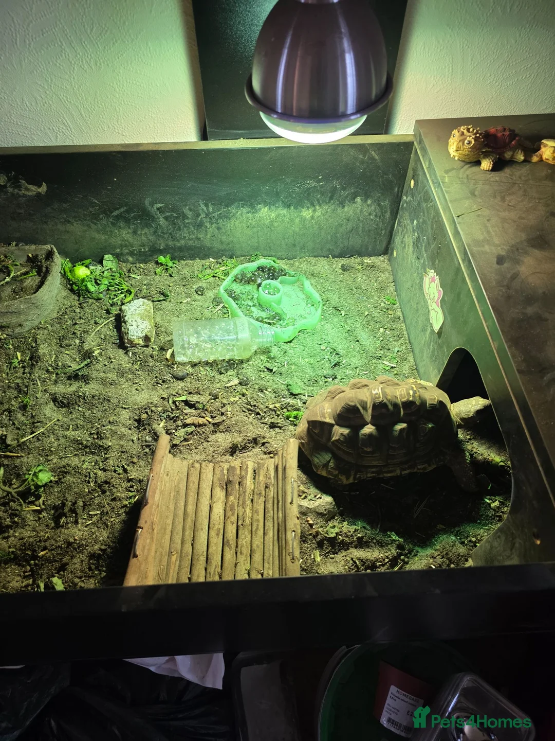 Tortoise reptiles for sale: Leopard tortoise  - Advert 3