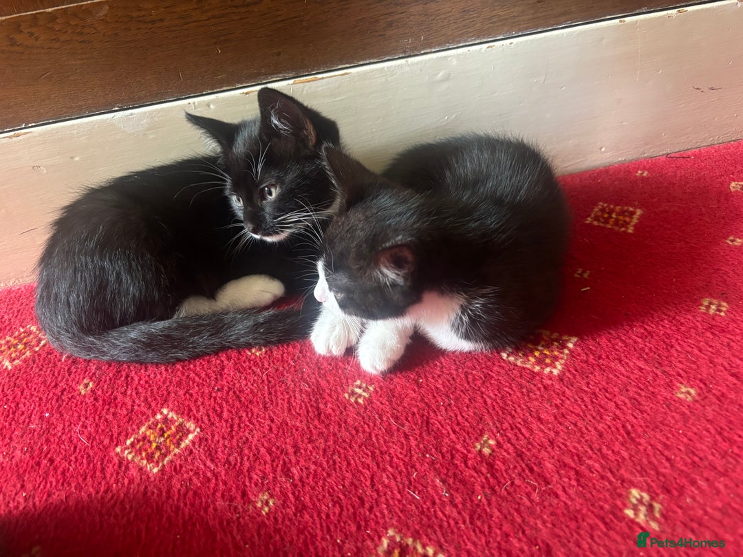 British Shorthair cats for sale: Kittens British Short hair - Image 3