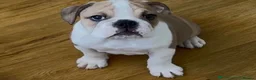 English Bulldog dogs for sale: kc reg red and white English bulldog - Advert 1