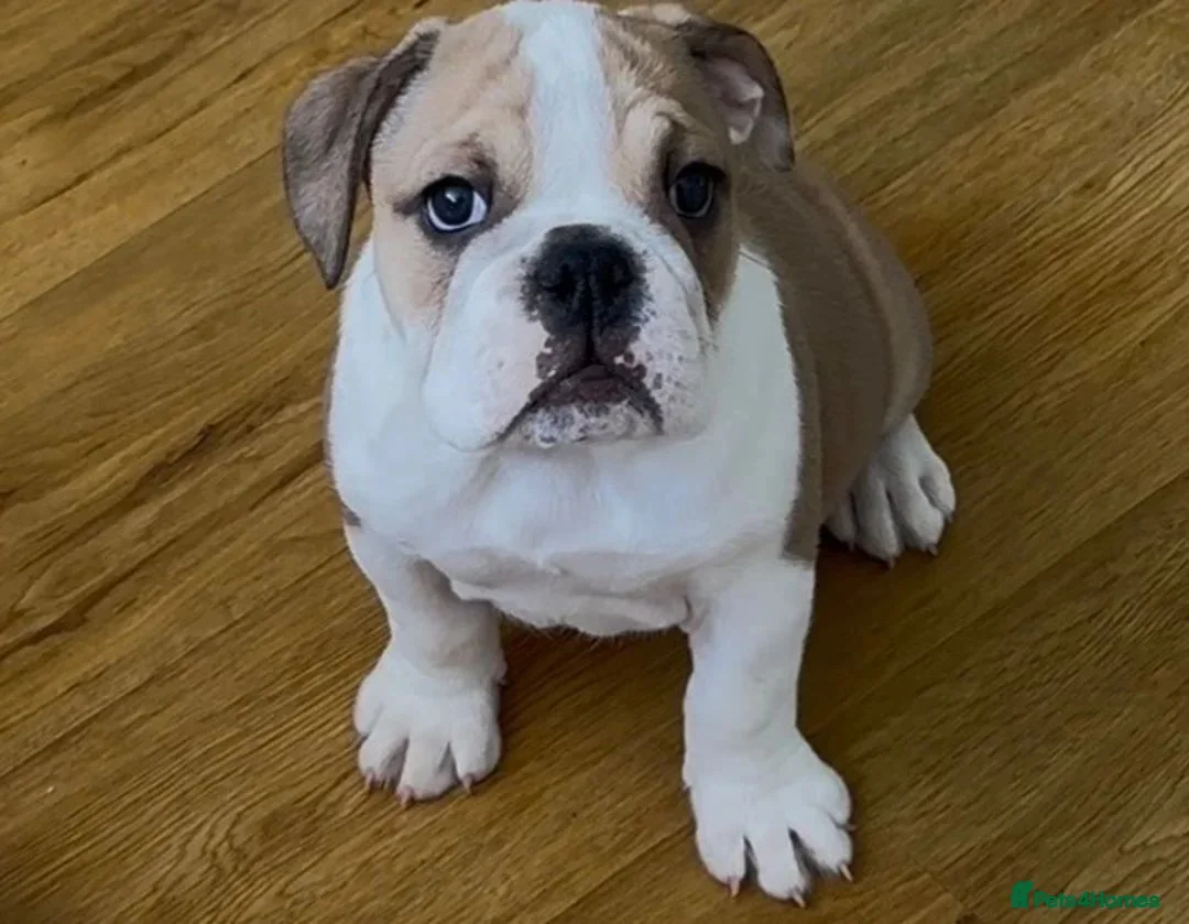 English Bulldog dogs for sale: kc reg red and white English bulldog - Advert 1