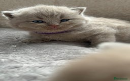 British Shorthair cats for sale: Champions bloodline British Shorthair Kittens! 🐾  - Image 22