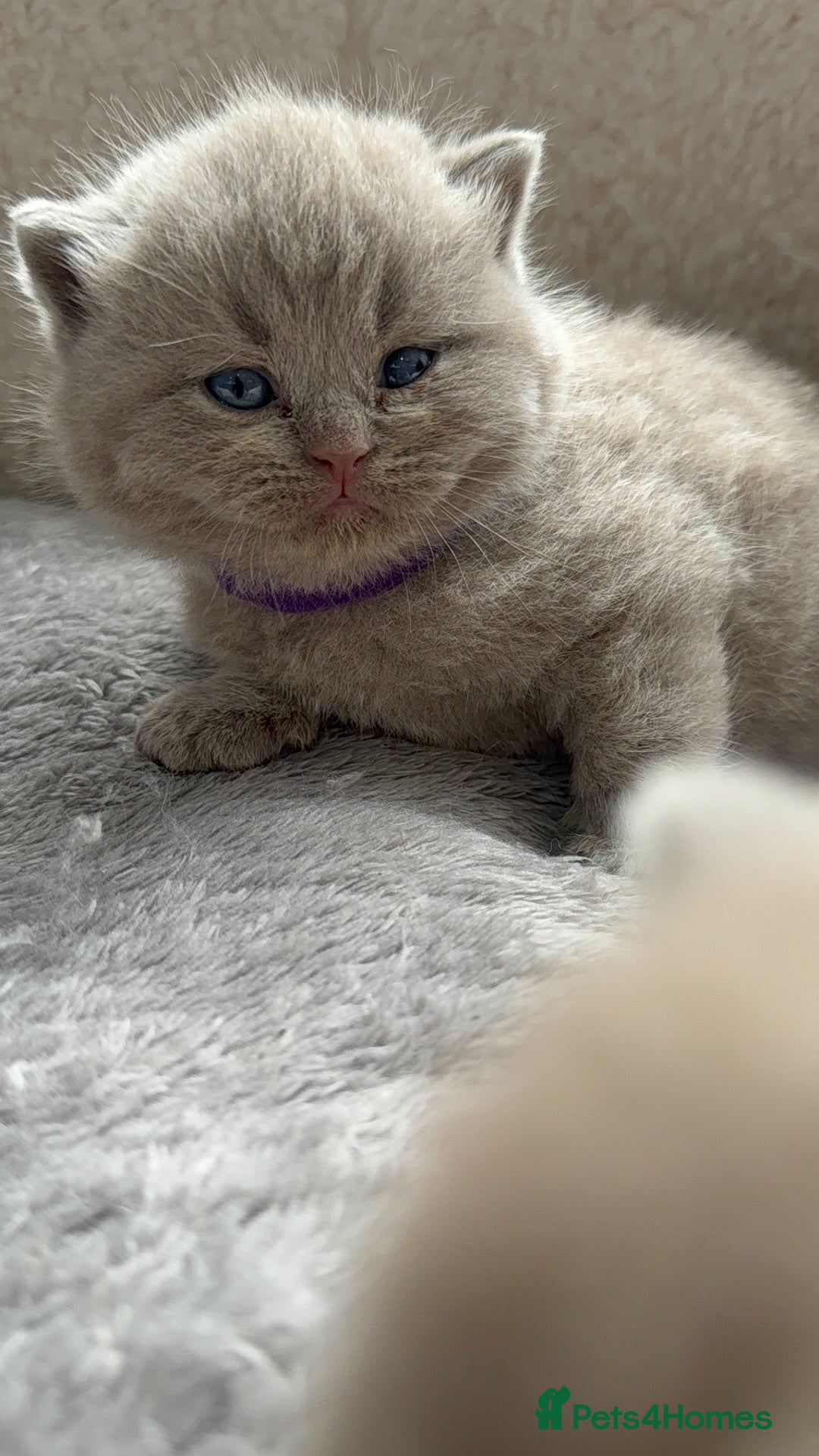 British Shorthair cats for sale: Champions bloodline British Shorthair Kittens! 🐾  - Image 22