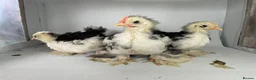 Chickens poultry for sale: MOTTLED PEKIN GROWERS  - Advert 4