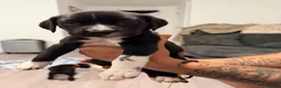 Mixed Breed dogs for sale: Cane Corso x Dalmatian puppies in Wantage - Advert 12