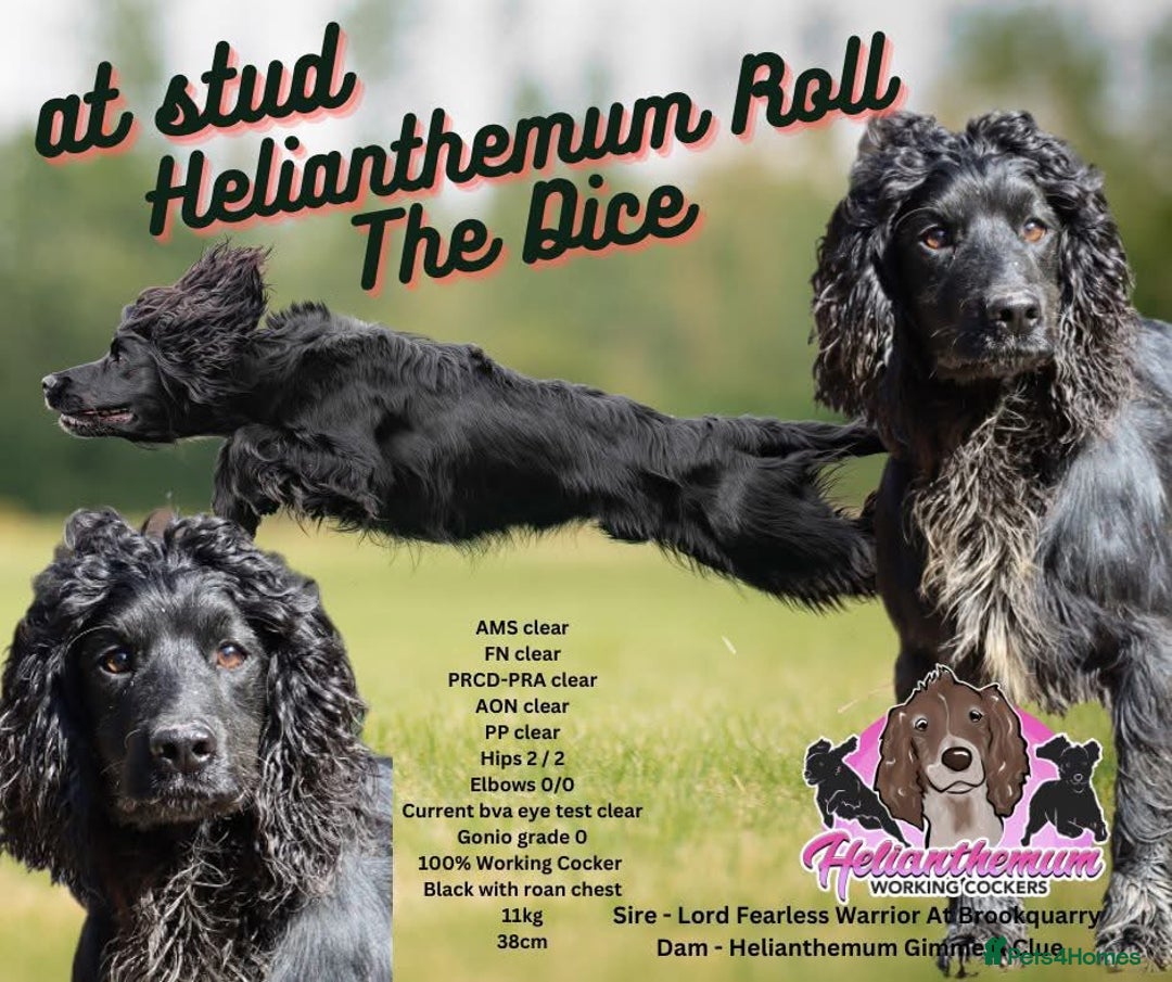 Cocker Spaniel dogs for sale: 🐾 🌼 Helianthmum Working Cocker Spaniels🌼 🐾 - Image 10