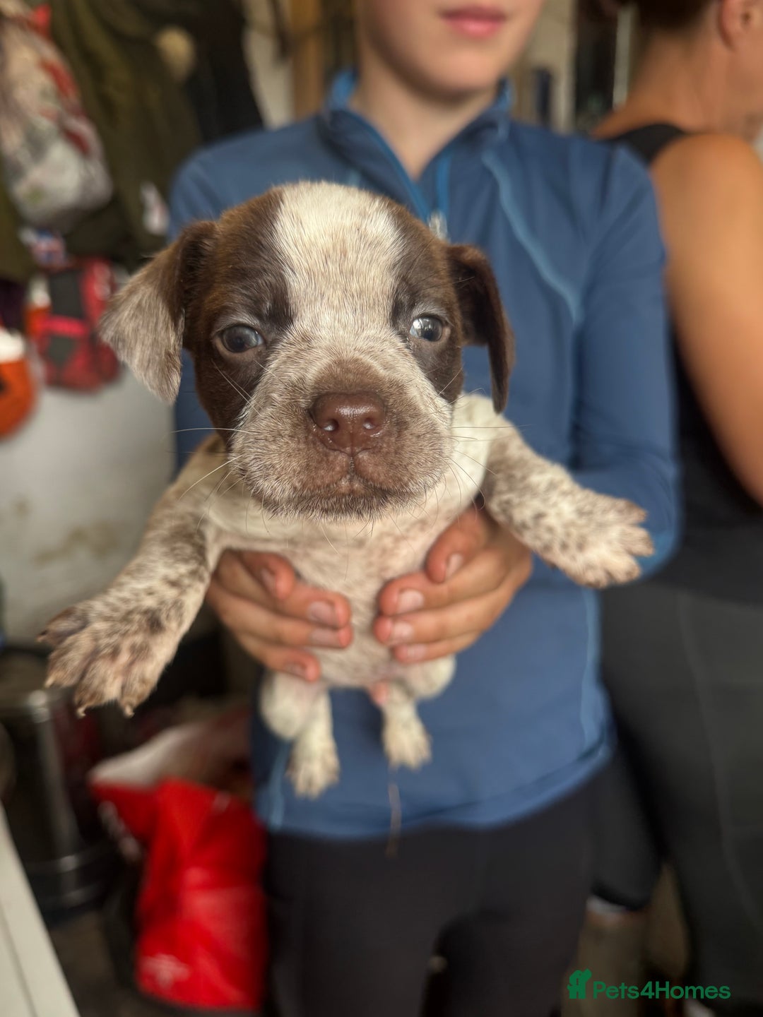 Mixed Breed dogs for sale: Boston spaniel ready now - Image 4