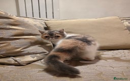 Exotic cats for sale: Super high quality Exotics - TICA reg pedigree - Image 9