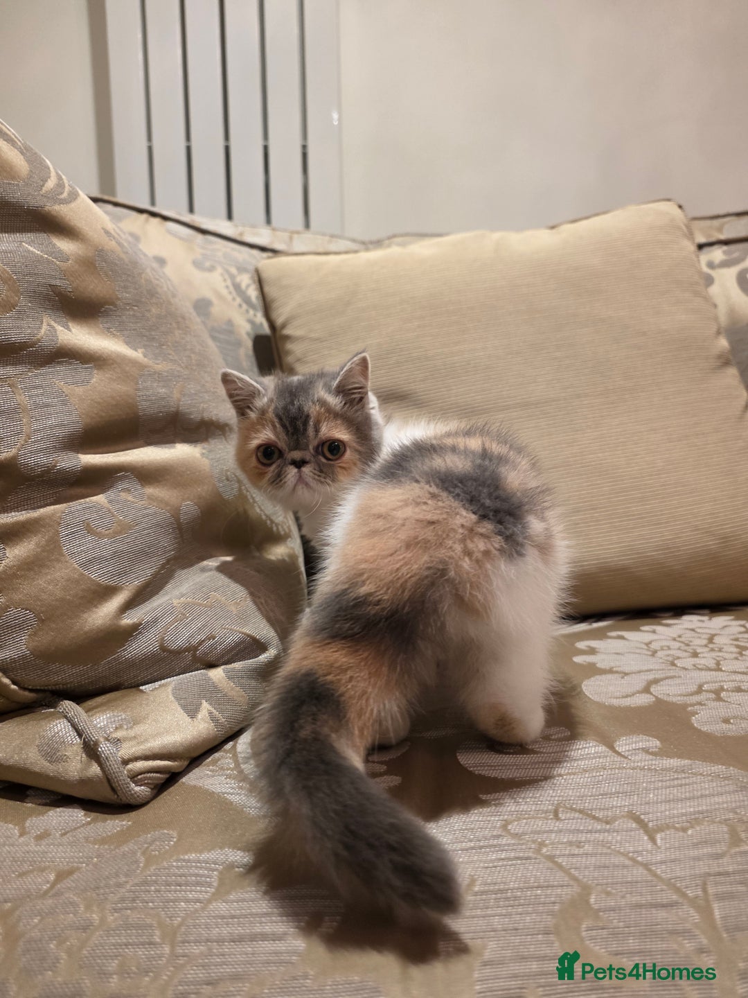 Exotic cats for sale: Super high quality Exotics - TICA reg pedigree - Image 9