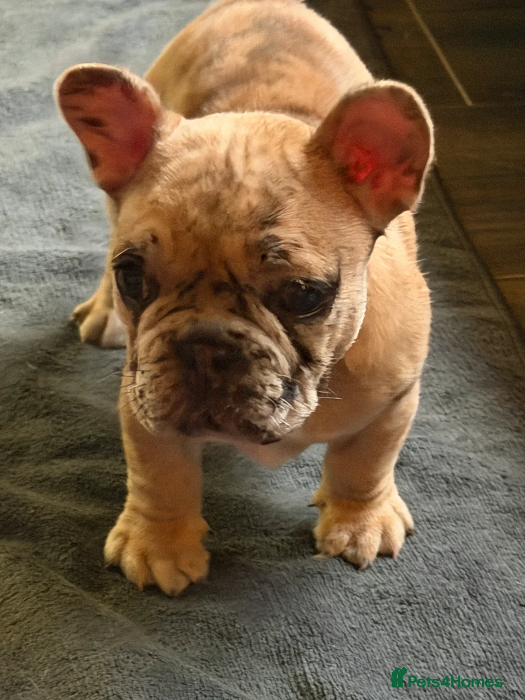 French Bulldog dogs for sale: French bulldog puppies  - Advert 1