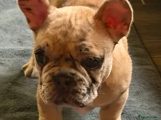 French Bulldog dogs French bulldog puppies - Advert 9