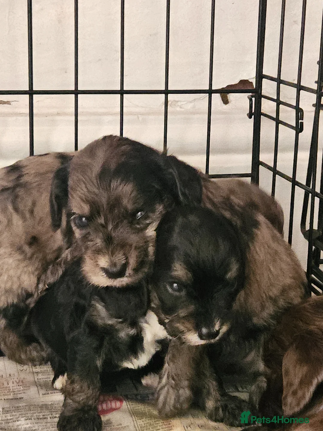 Cockapoo dogs for sale: Beautiful Litter of Stunning Cockerpoo Puppies - Advert 1