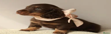 Miniature Dachshund 1