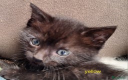 Mixed Breed cats for sale: STUNNING KITTENS  - Image 22