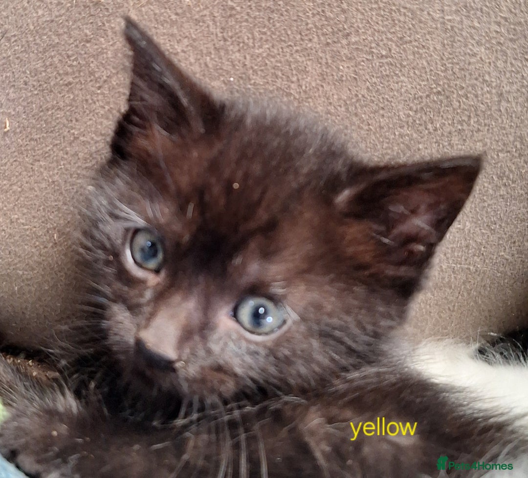Mixed Breed cats for sale: STUNNING KITTENS  - Image 22