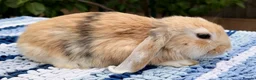Mini Lop rabbits for sale: Cute French x Mini Lop Ready to Go!!! - Advert 3