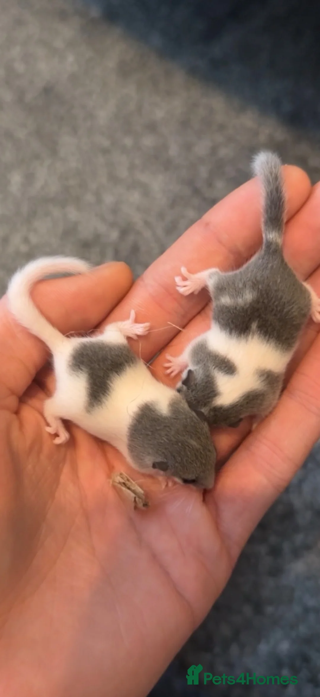 Mouse rodents for sale: Tame African Pygmy dormice (read description)  - Advert 1