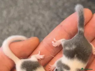 Mouse rodents Tame micro squirrels (read description) - Advert 1