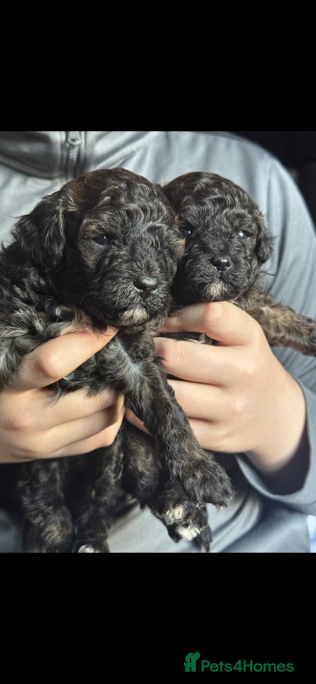 Shihpoo dogs for sale: F1b shihpoo - Advert 5