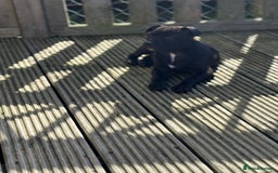 Staffordshire Bull Terrier dogs for sale: Staffordshire bull terrier  - Image 3