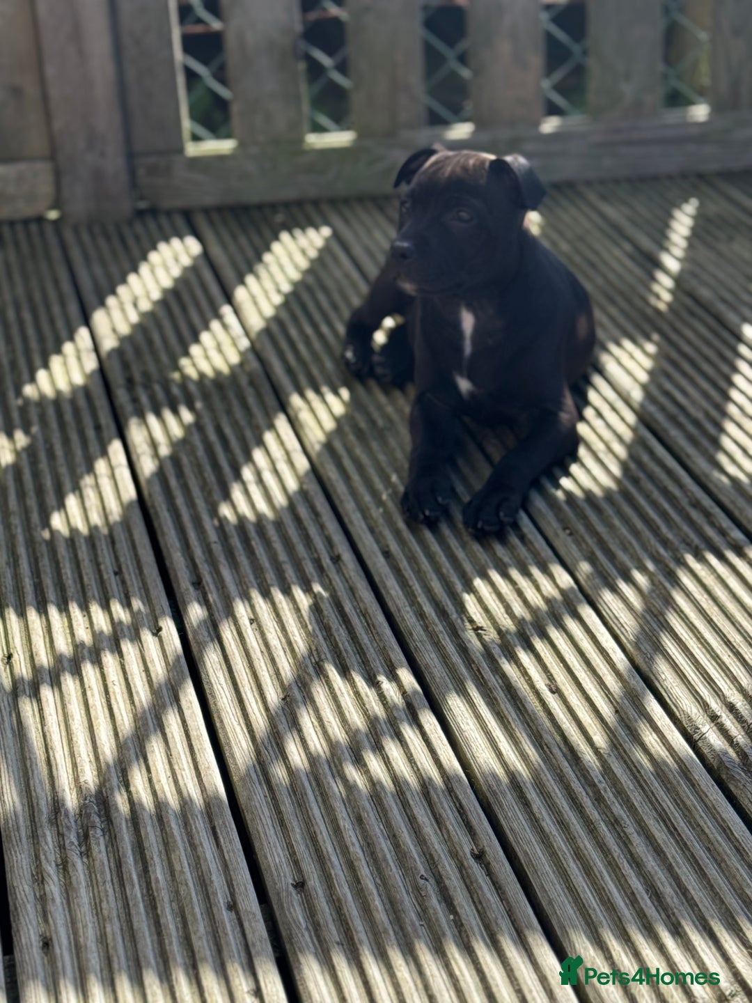 Staffordshire Bull Terrier dogs for sale: Staffordshire bull terrier  - Image 3