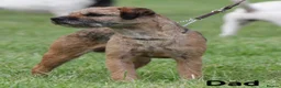 Border Terrier dogs for sale: KC Border Terriers  in Doncaster - Advert 4